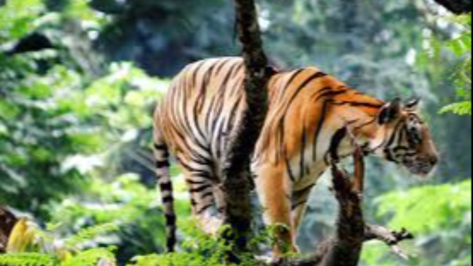 Kerala Tour - Munnar & Alleppey